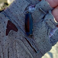 やられた ～天竜川ルアーフライテンカラ専用区～